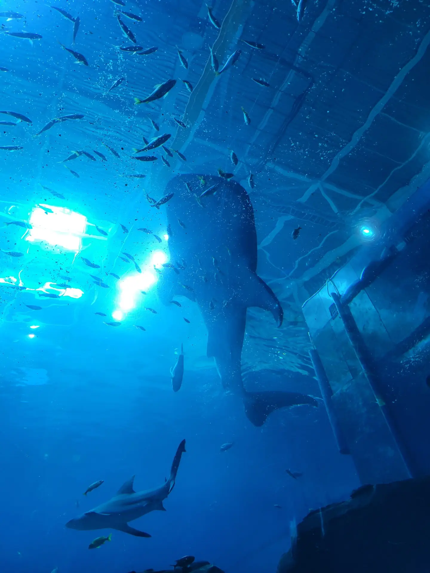 Whale shark at the Atlanta Aquarium