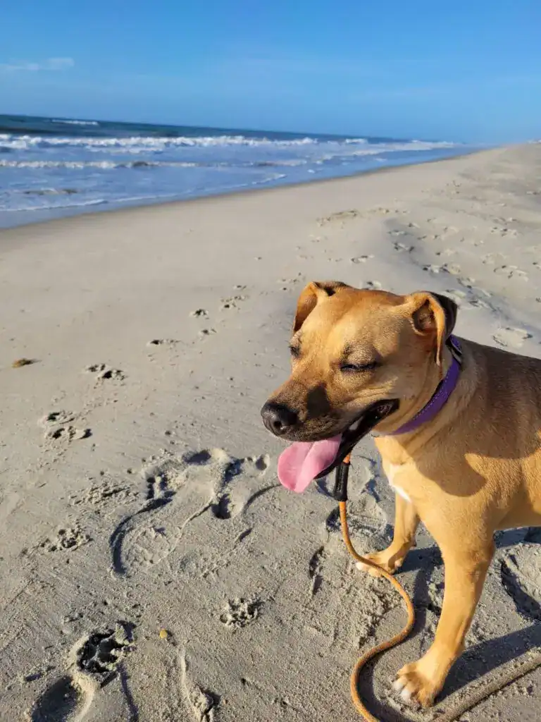 tan dog smiling on the beach