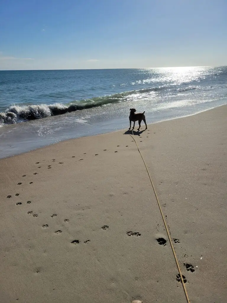 A dog on the beach looking out at the ocean