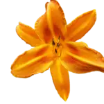 Light orange daylily with no background