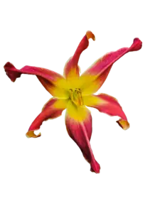 Red and yellow star daylily