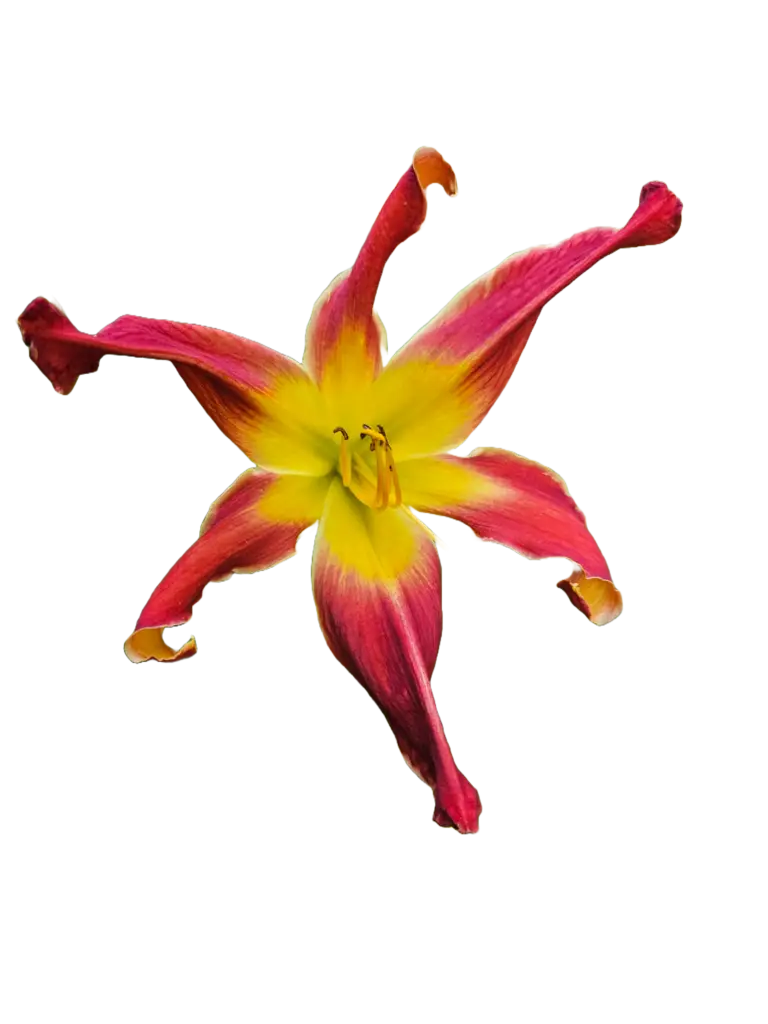 Red and yellow star daylily