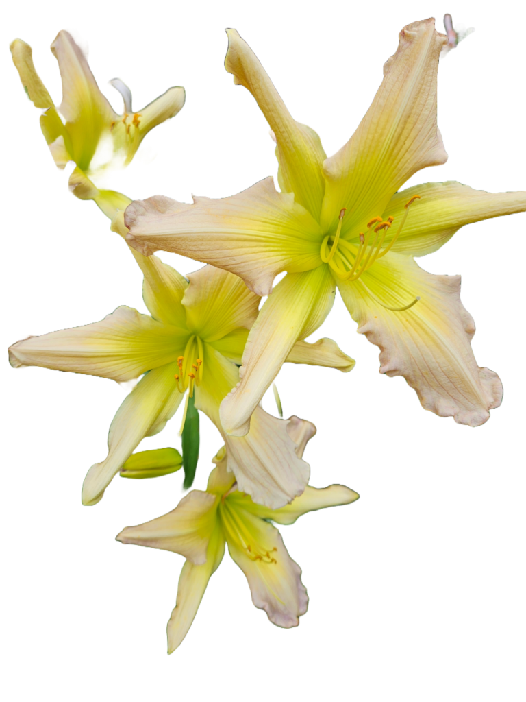 Multiple yellow daylilies