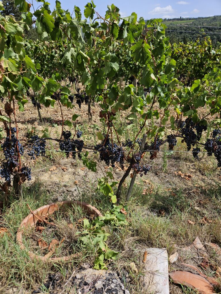 Tenuta Casanova Vineyard, photo of grape vines