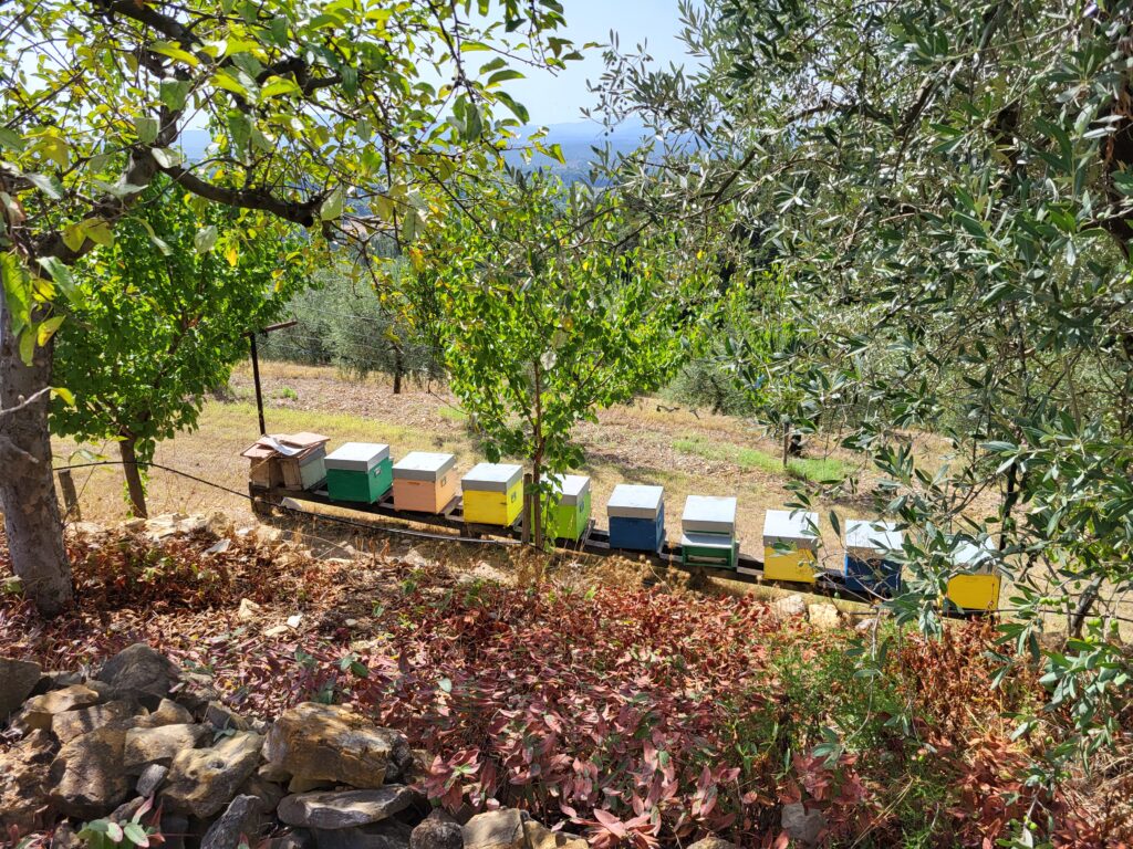 Tenuta Casanova, Tuscan vineyard beehives