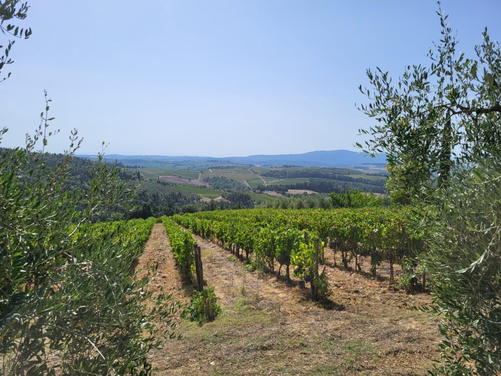 Vineyards at Tenuta Casanova, a vineyard in Tuscany