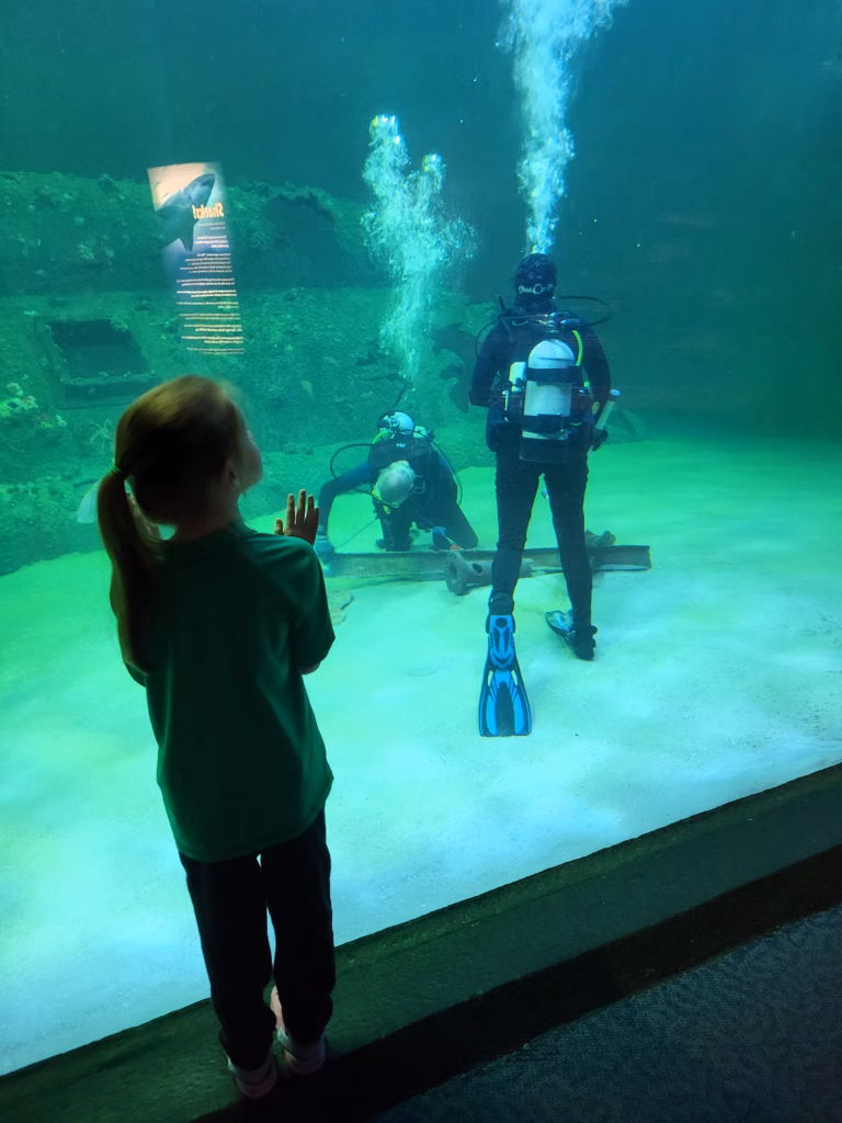 Girl staring at scuba divers inside the Living Ship Wreck tank at NC Aquarium at Pine Knoll Shores.