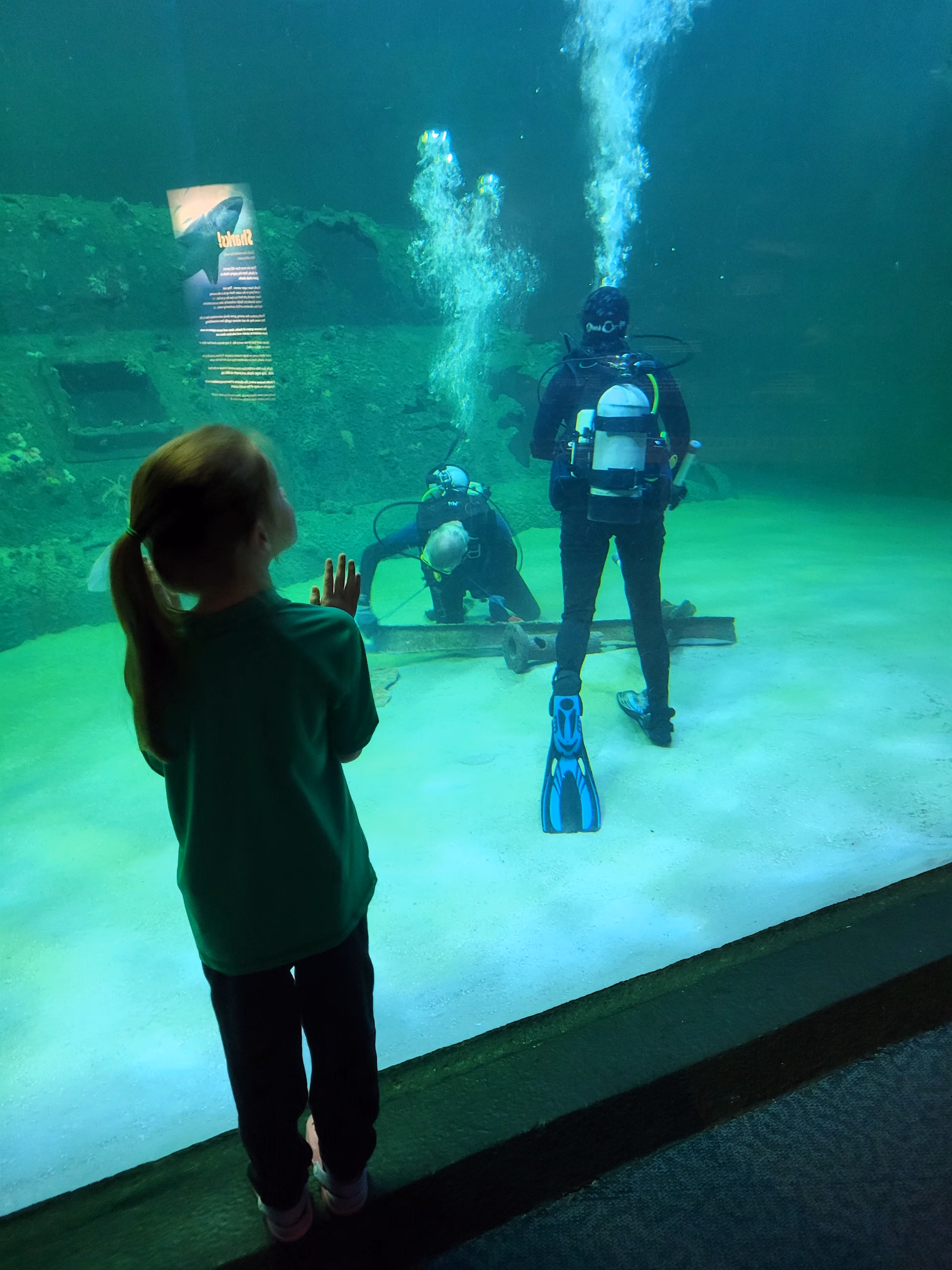 Girl looking at scuba divers in the tank at NC Aquarium at Pine Knoll Shores, in Pine Knoll Shores, NC.