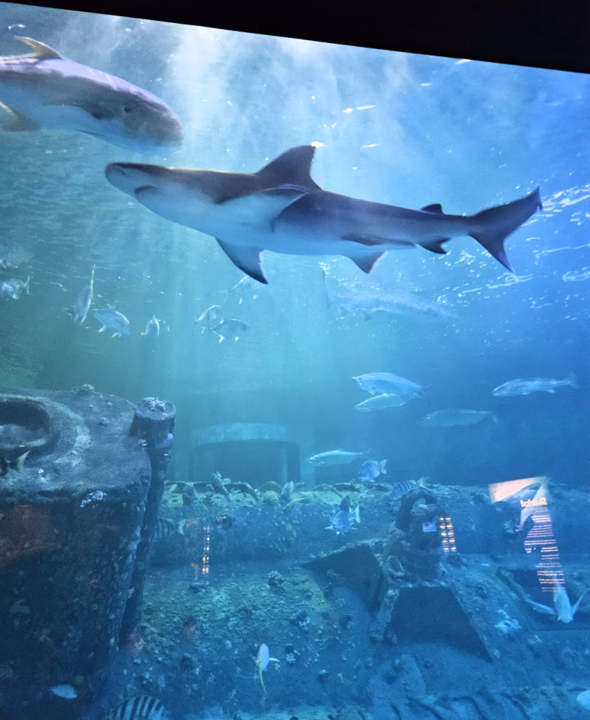 Sharks in the large tank at Pine Knoll Shores Aquarium