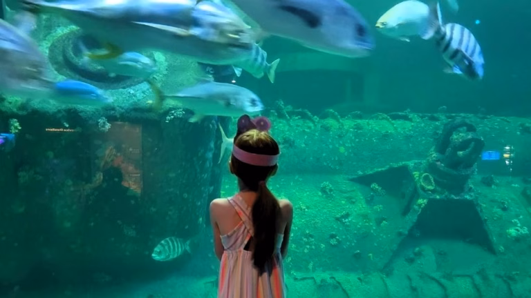 Girl looking at fish in tank at NC Aquarium at Pine Knoll Shores