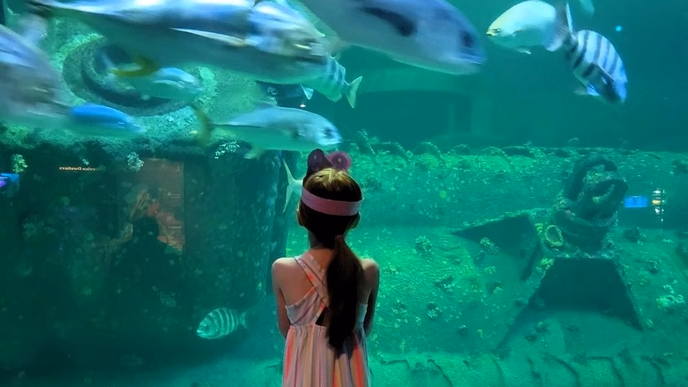 Girl looking at fish in tank at NC Aquarium at Pine Knoll Shores