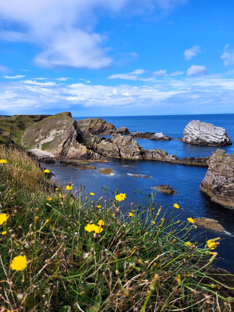 Portknockie cliffs over the ocean in Scotland with yellow flowers in the foreground