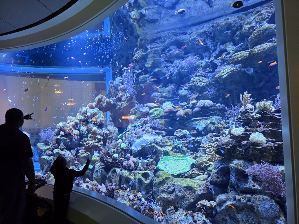 Caribbean-reef-exhibit-shedd-aquarium-90,000-gallon-tank