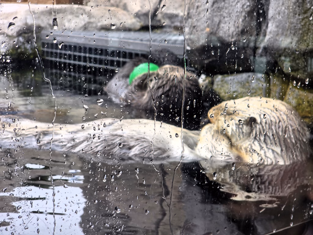 Close up of otters at Monterey bay aquarium