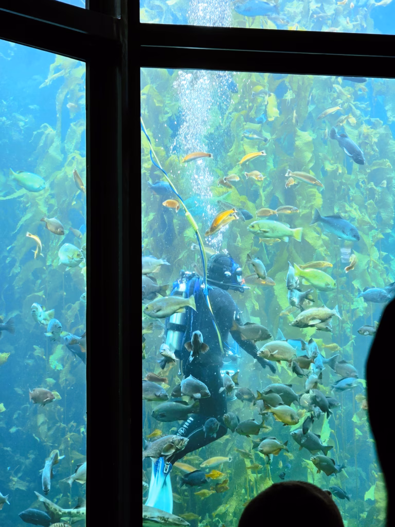 Monterey Bay Aquarium kelp forest exhibit with scuba diver