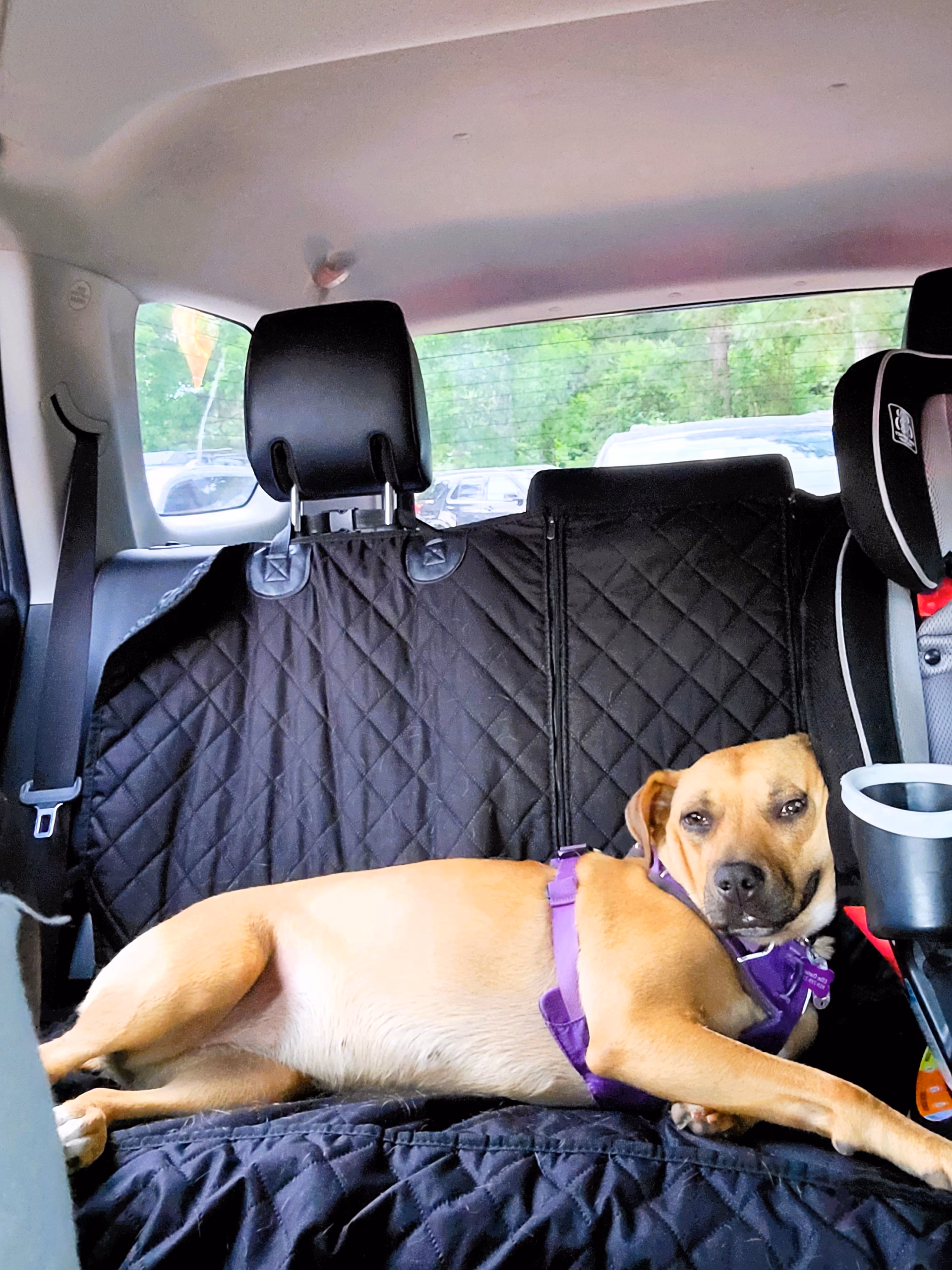Our dog happily laying down on UROWER 6-in-1 Dog Car Seat Cover for Back Seat, Waterproof Dog Car Hammock with Mesh Window, Non-Slip Pet Backseat Protector for Cars, Trucks and SUVs; dog car seat cover for winter travel