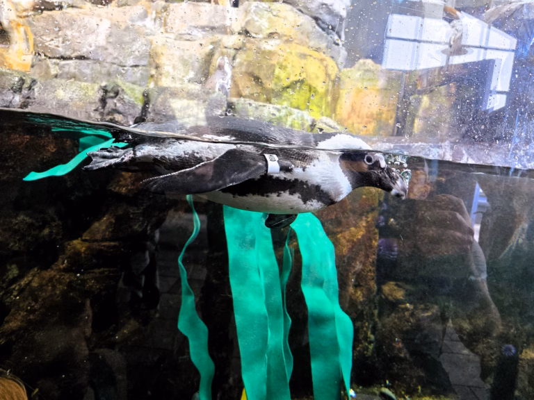 Penguins at the Monterey Bay Aquarium exhibit