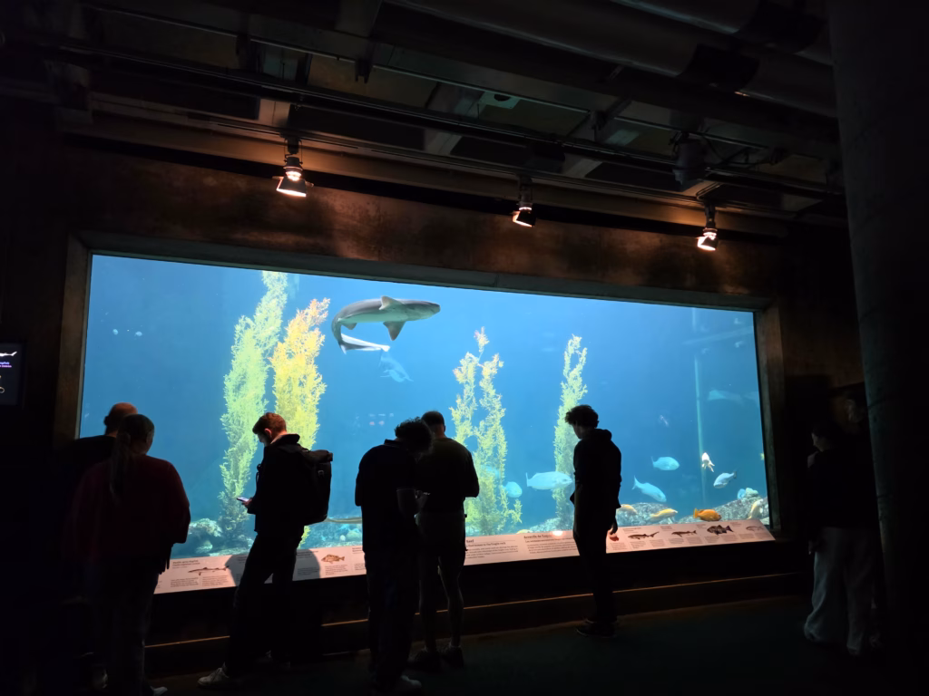 Shark swimming through the Open Sea tank at Monterey Bay Aquarium