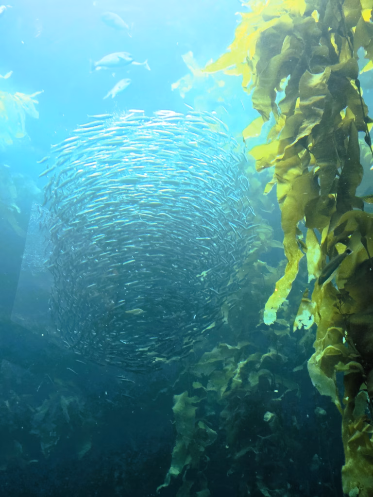 The Open Sea Exhibit at monterey bay aquarium school of sardines in a tornado funnel