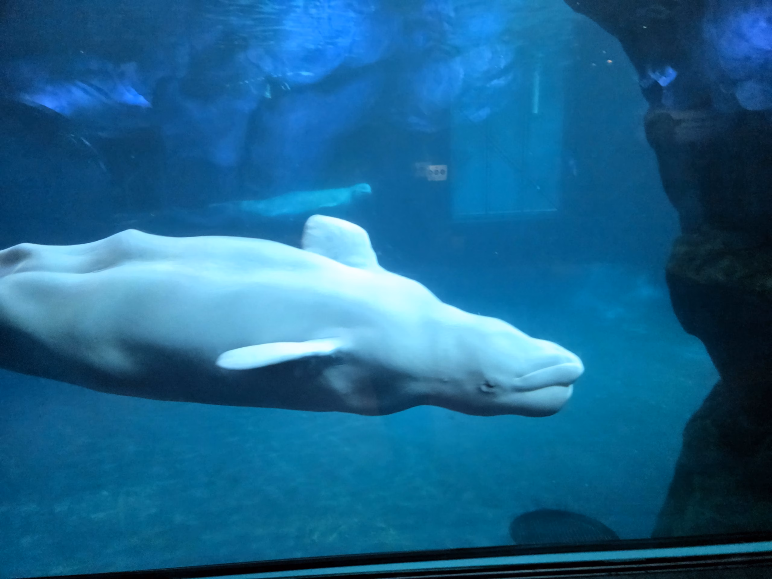 beluga-whale-swimming-shedd-aquarium-chicago.jpg
