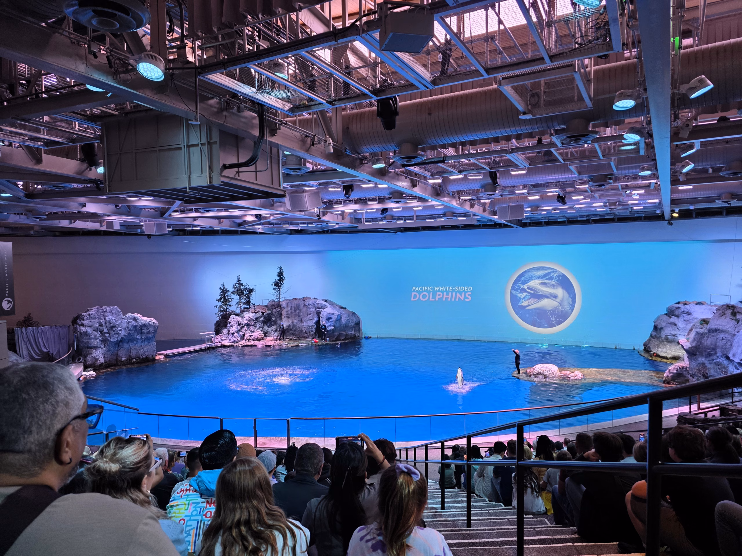 dolphin_show_animal_encounter_shedd_aquarium_chicago