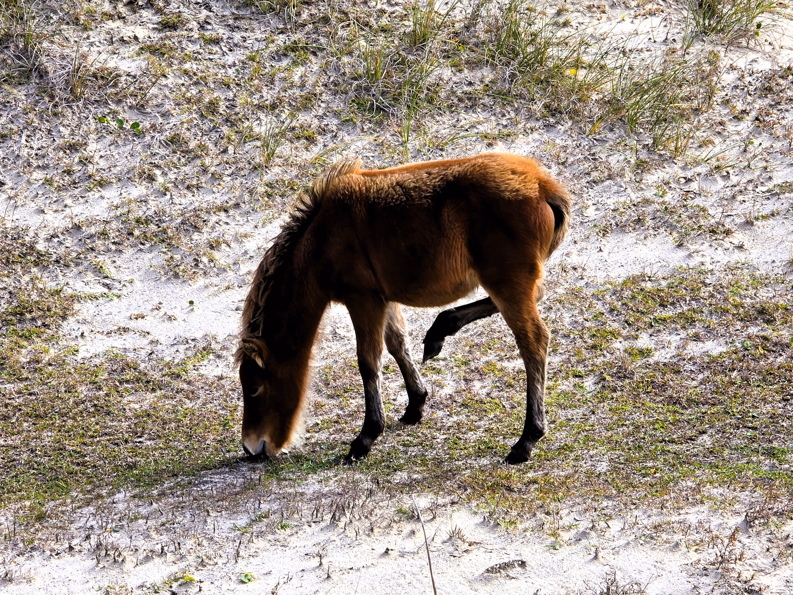 foal-eating-grass-shackleford-banks-crystal-coast-NC