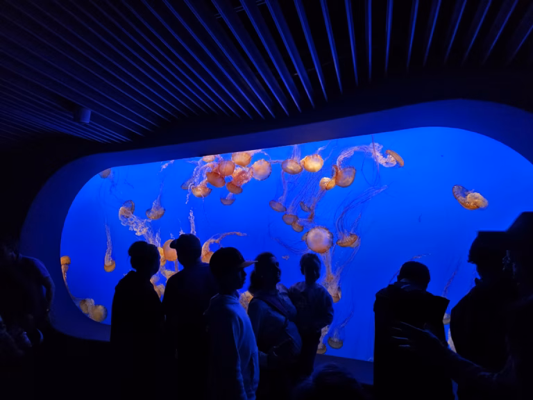 jellyfish large tank at monterey bay aquarium