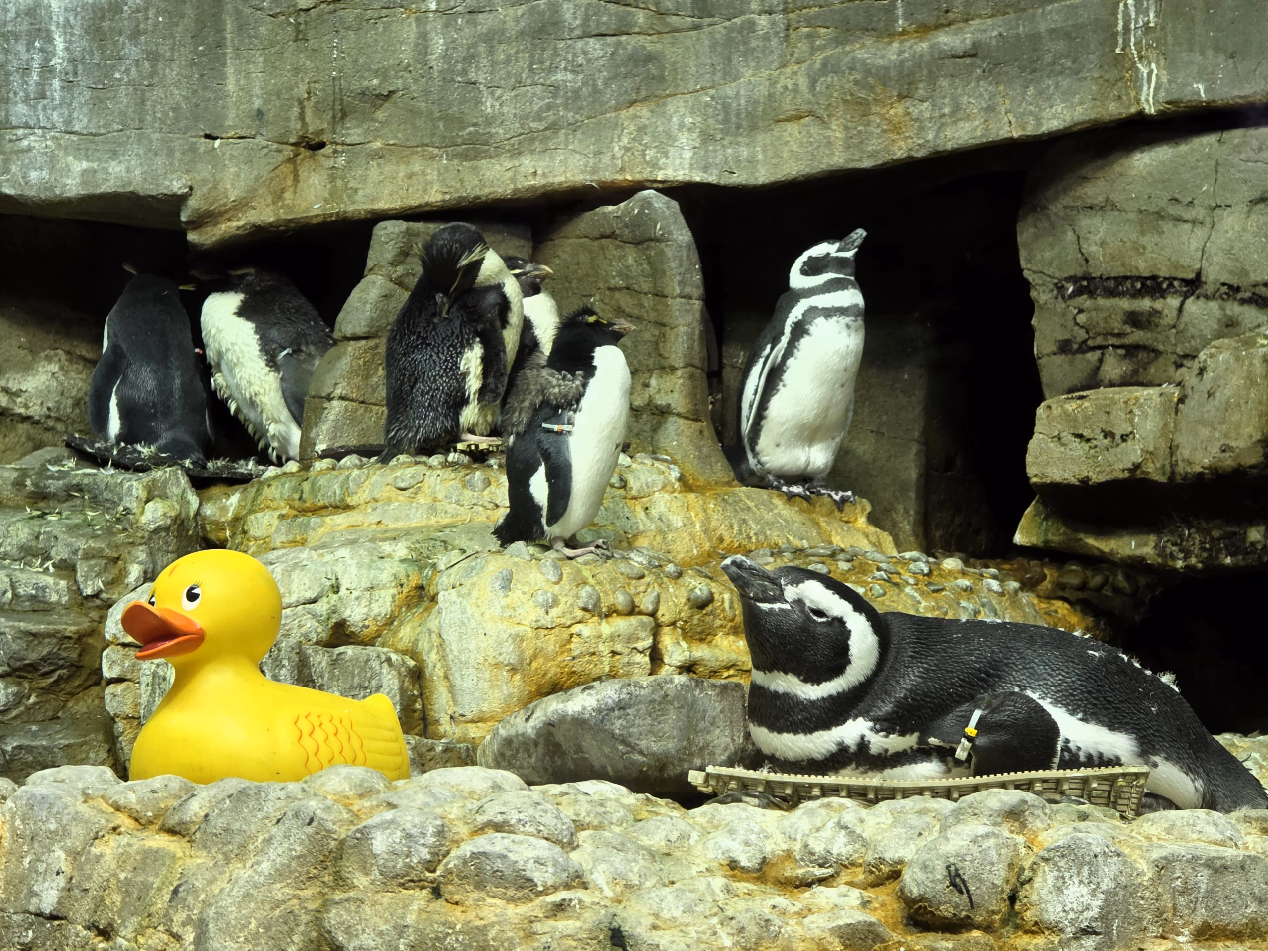 penguins-relaxing-shedd-aquarium-exhibit.jpg