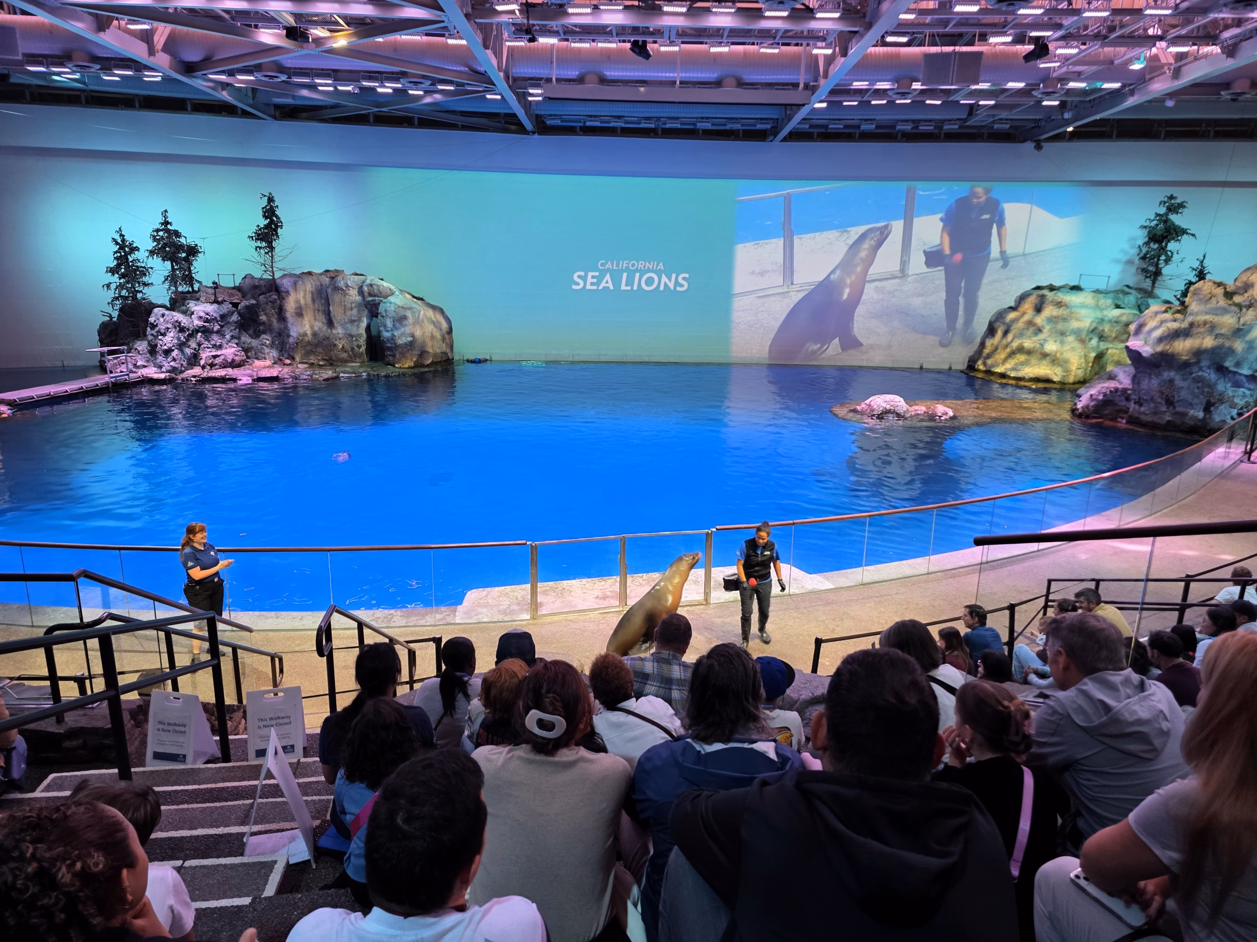 sea_lion_animal_encounter_shedd_aquarium_chicago