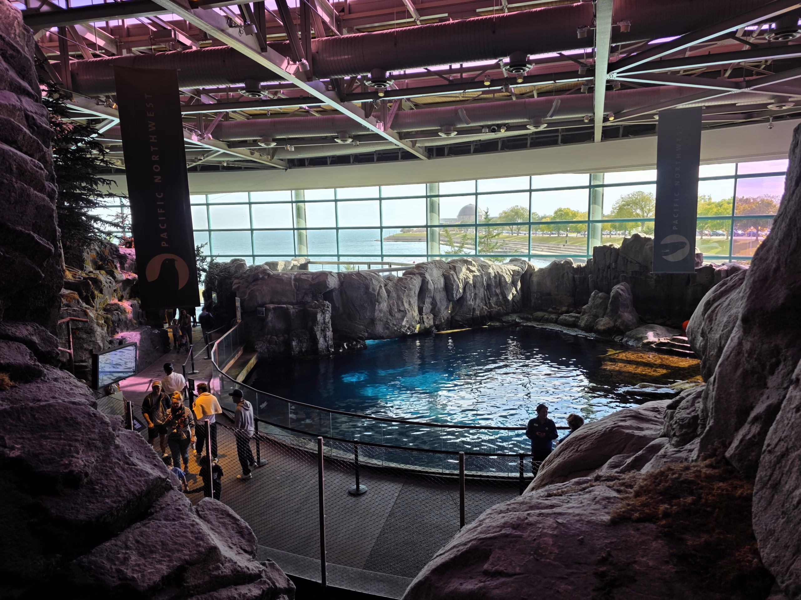 shedd-aquarium-beluga-whale-abbott-oceanarium.jpg