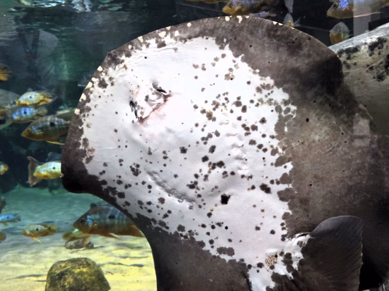 shedd-aquarium_reviews-stingray-smiling