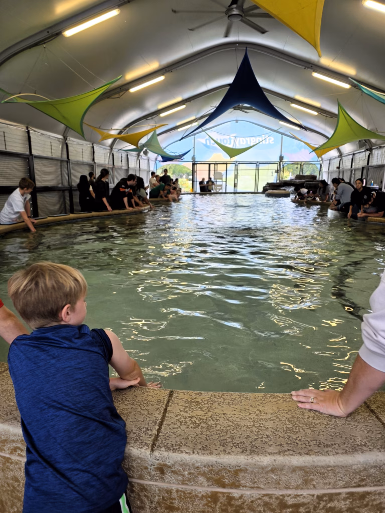 stingray-touch-tank-shedd-aquarium.jpg