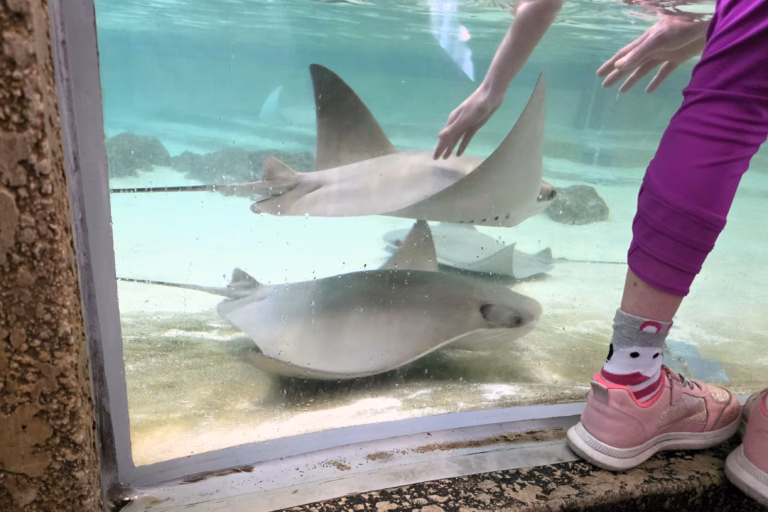 stingrays-touchtank-shedd-aquarium