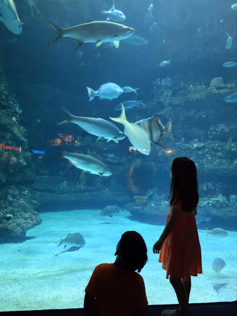 Children watching fish and sharks through a large aquarium viewing window at the North Carolina Aquarium at Fort Fisher