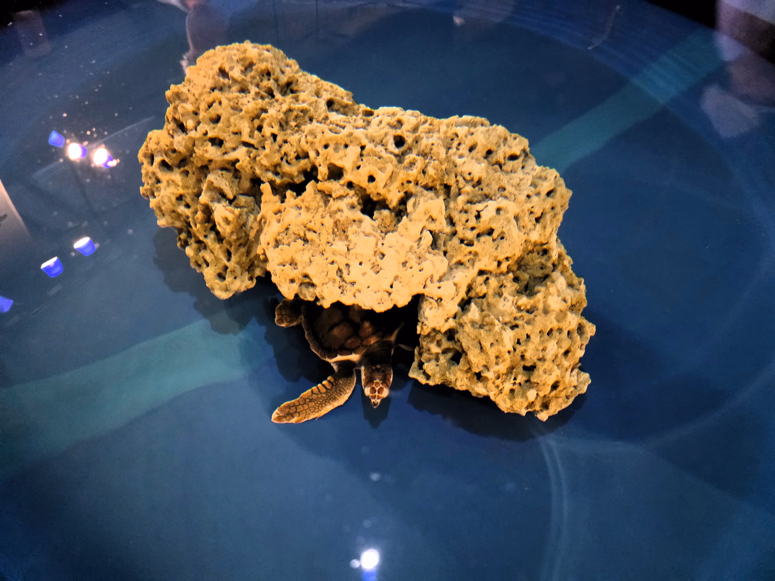Sea turtle resting beneath a rock formation inside the North Carolina Aquarium at Fort Fisher