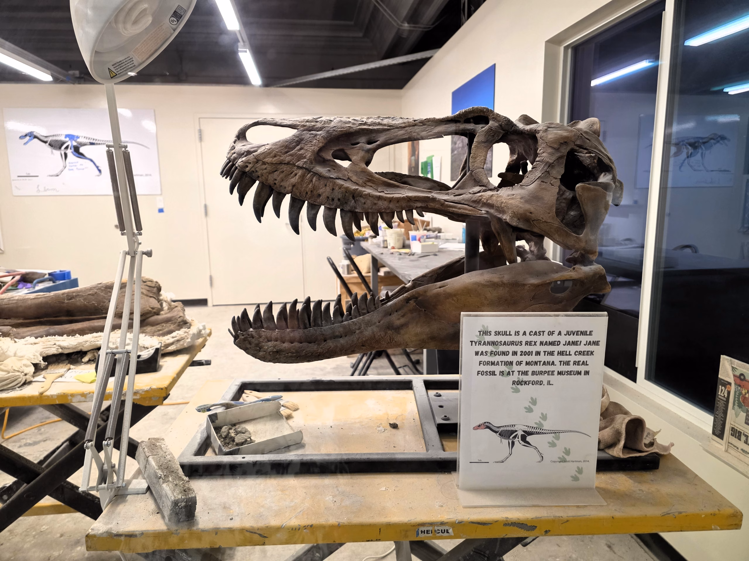 T Rex skull at Den Museum nature science