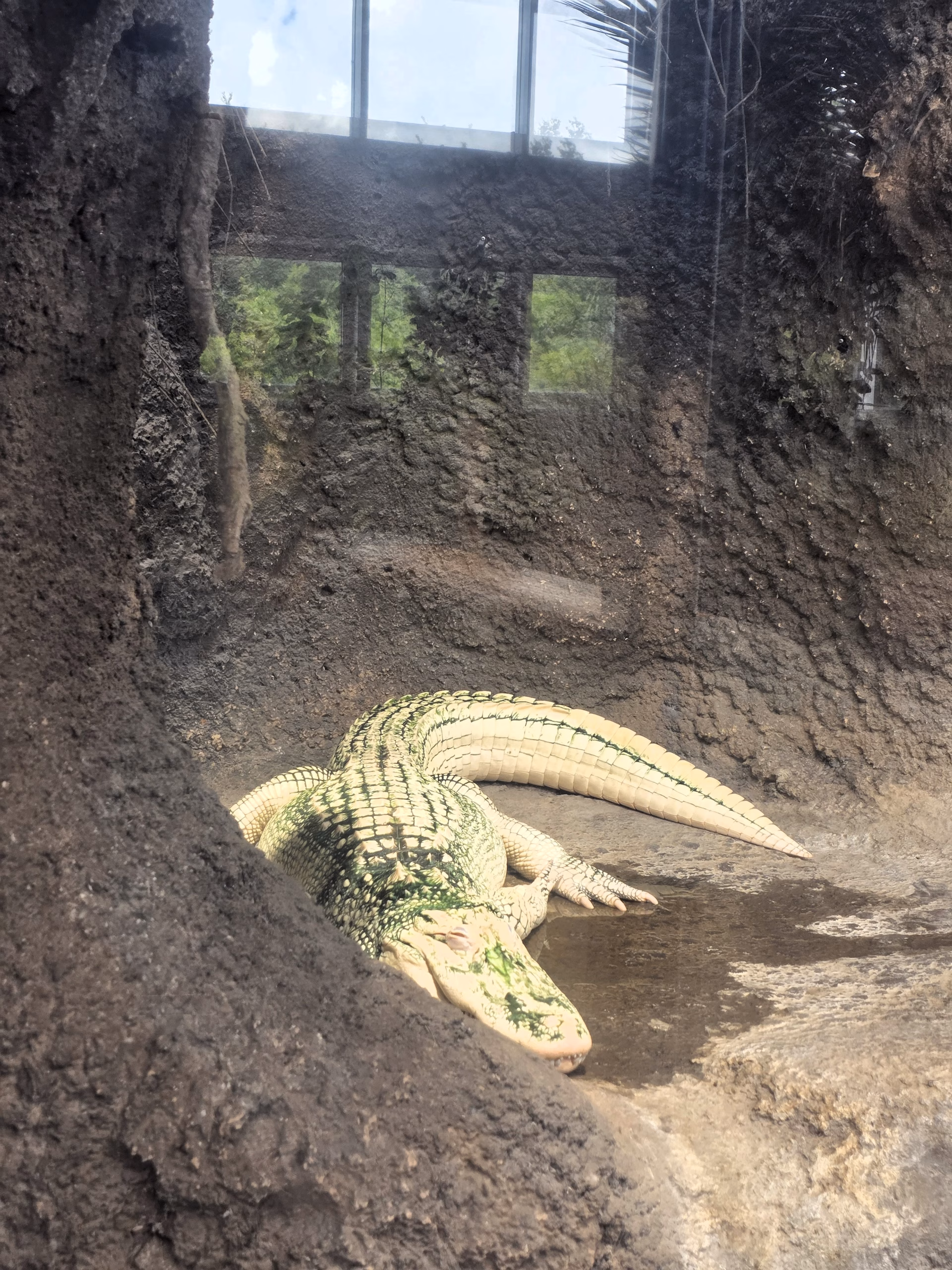 albino-aligator-fort-fisher-aquarium
