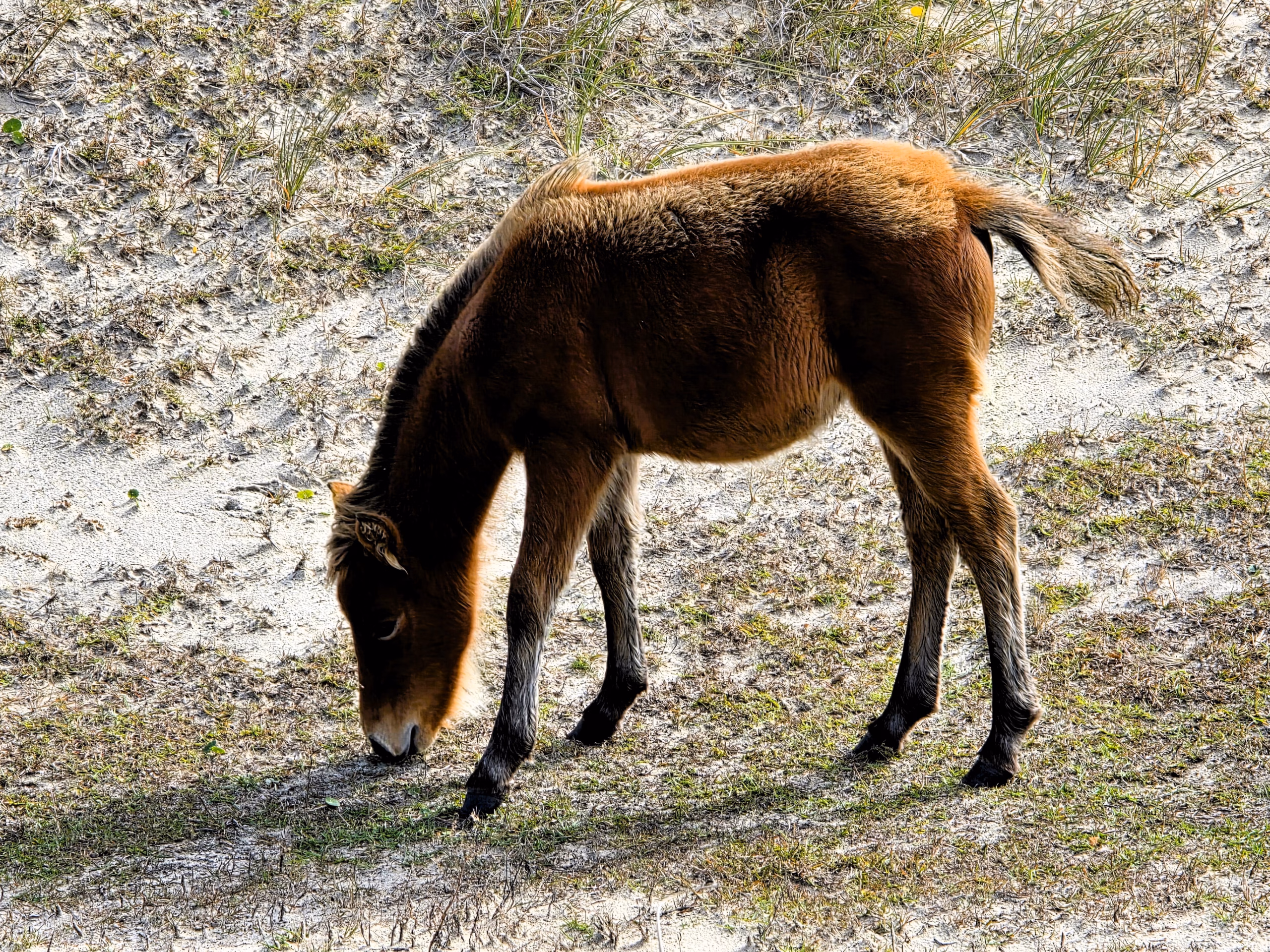 closeup-of-foal-on-shackleford-banks-wild-horses-in-north-carolina