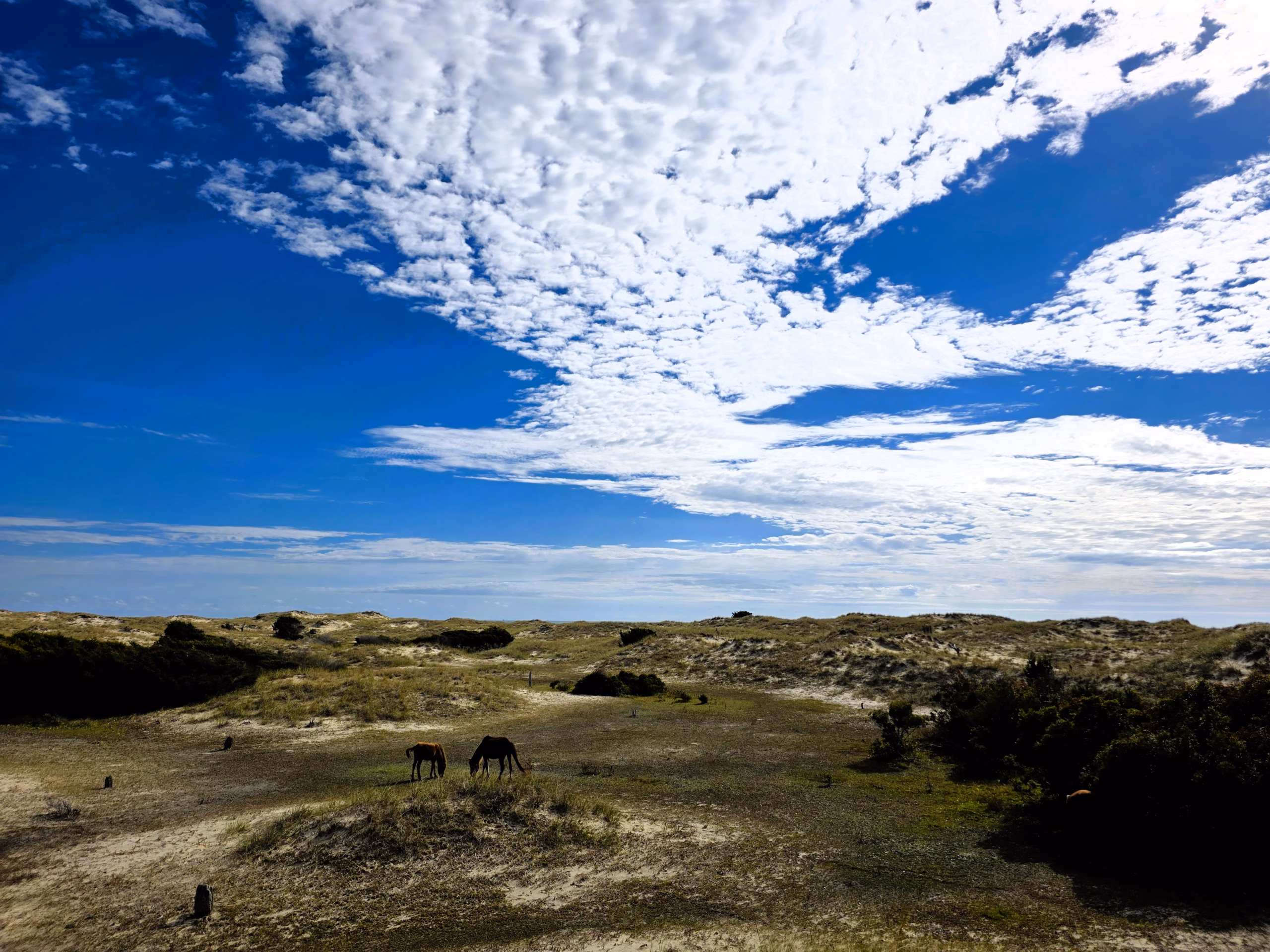 mother-and-foal-on-sand-dunes-on-shackleford-banks-nc
