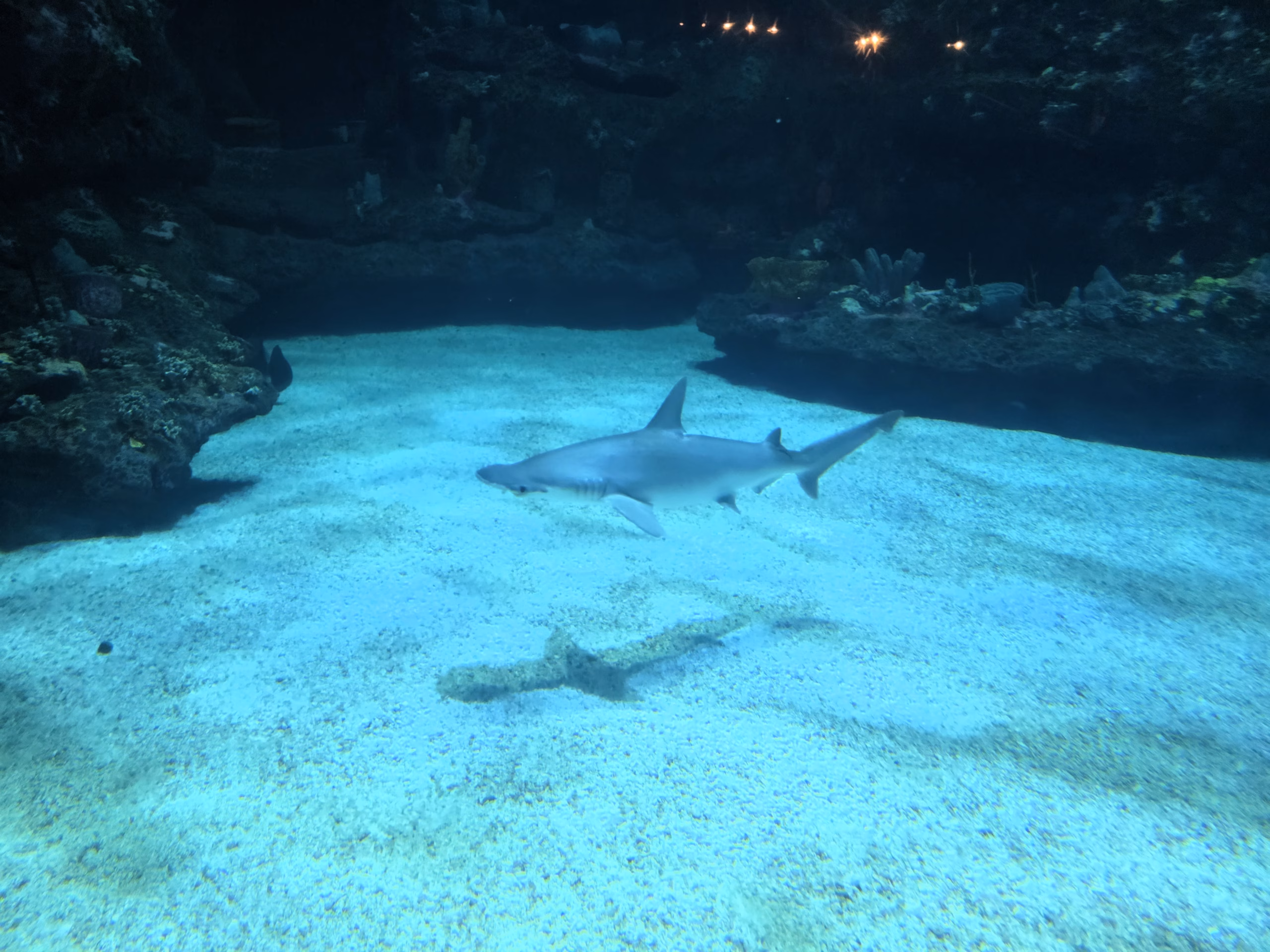 Shark swimming in big tank at NC Aquarium at fort fisher