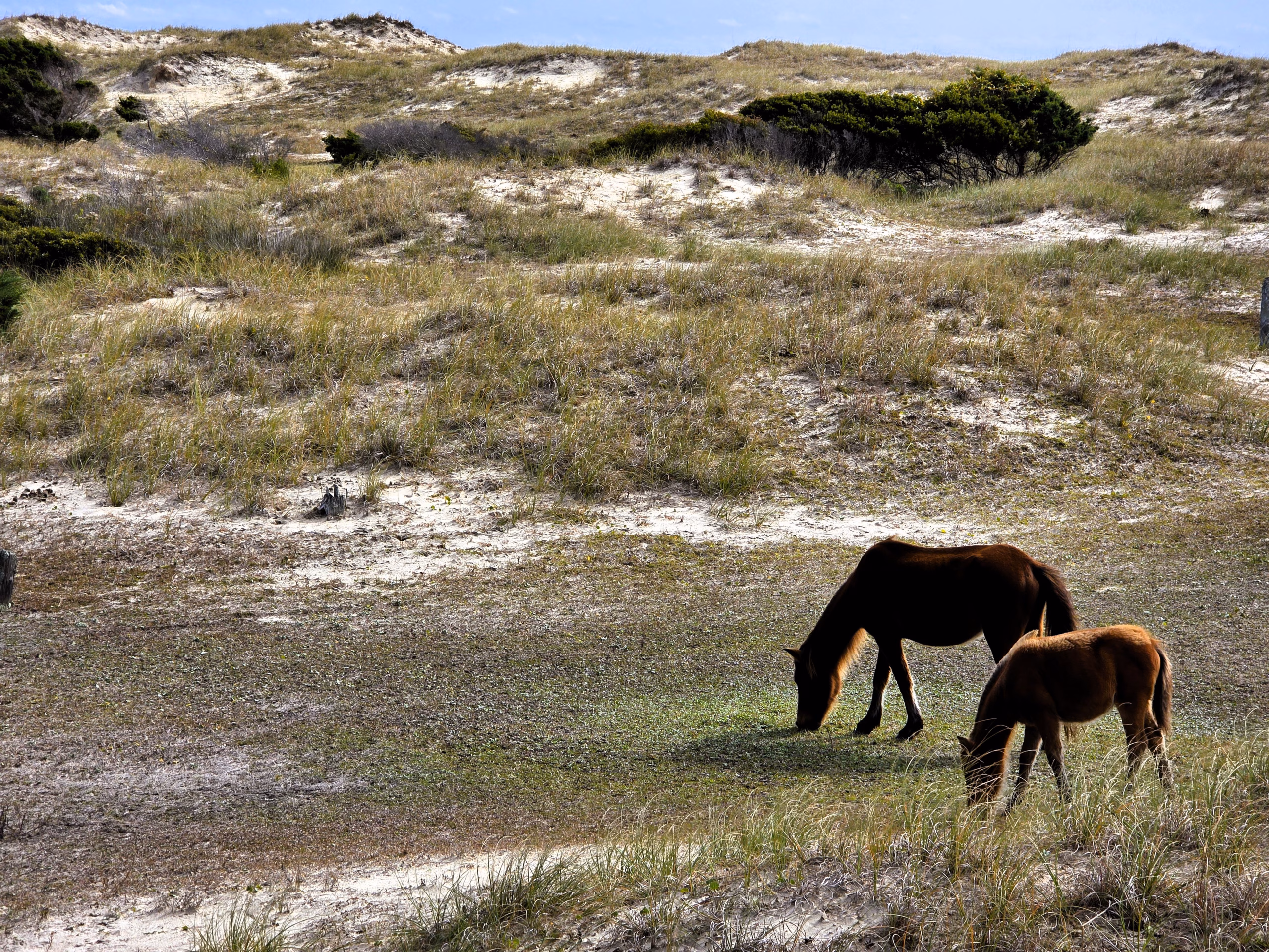 wild-horse-and-foal-grazing-at-shackleford-banks-north-carolina