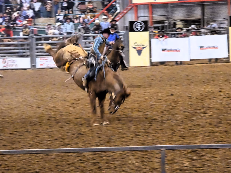 bucking bronc with rider raleigh stampede rodeo 2026