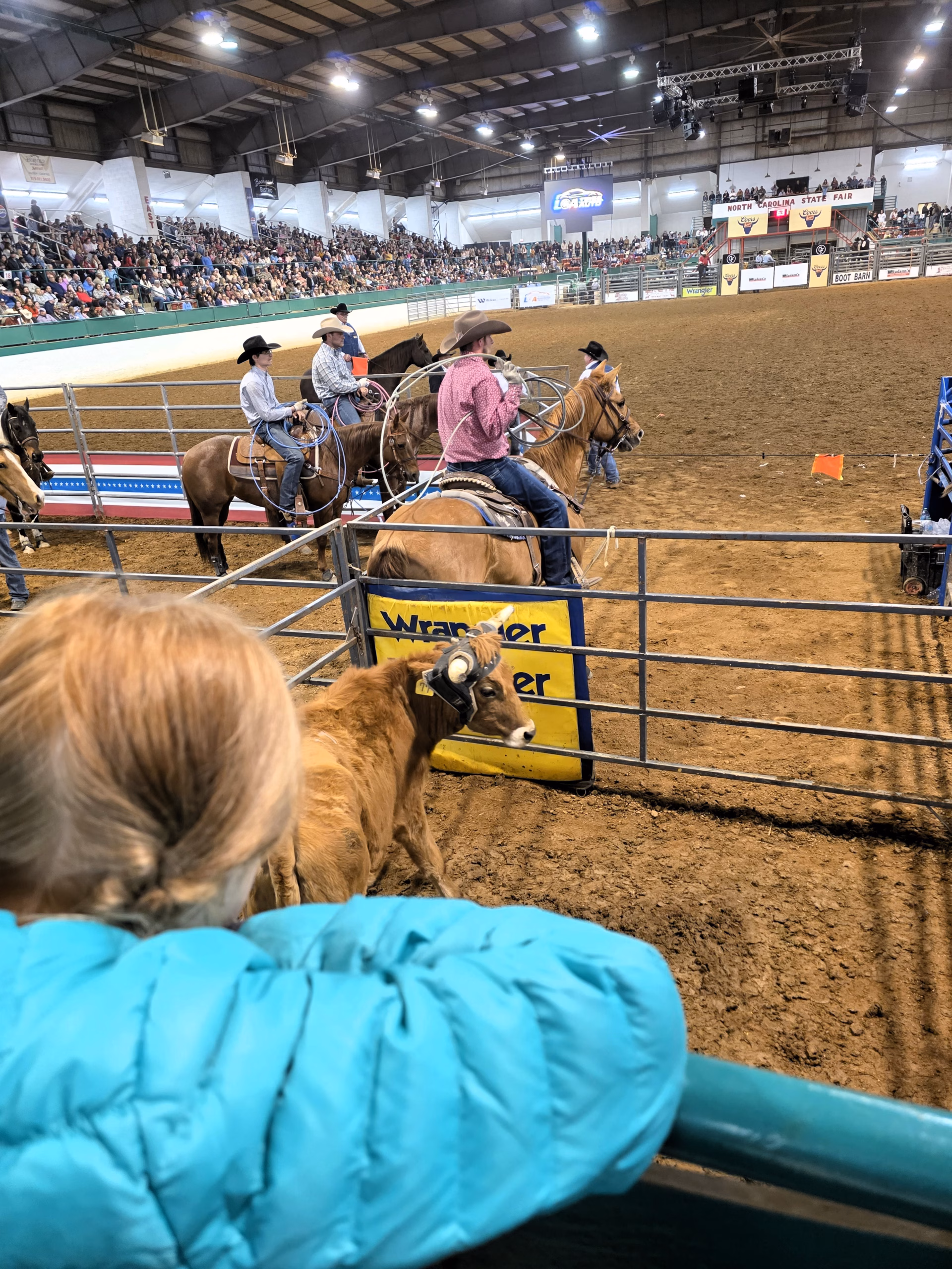 young girl looks at cows and ropers at 2026 raleigh stampede rodeo raleigh NC