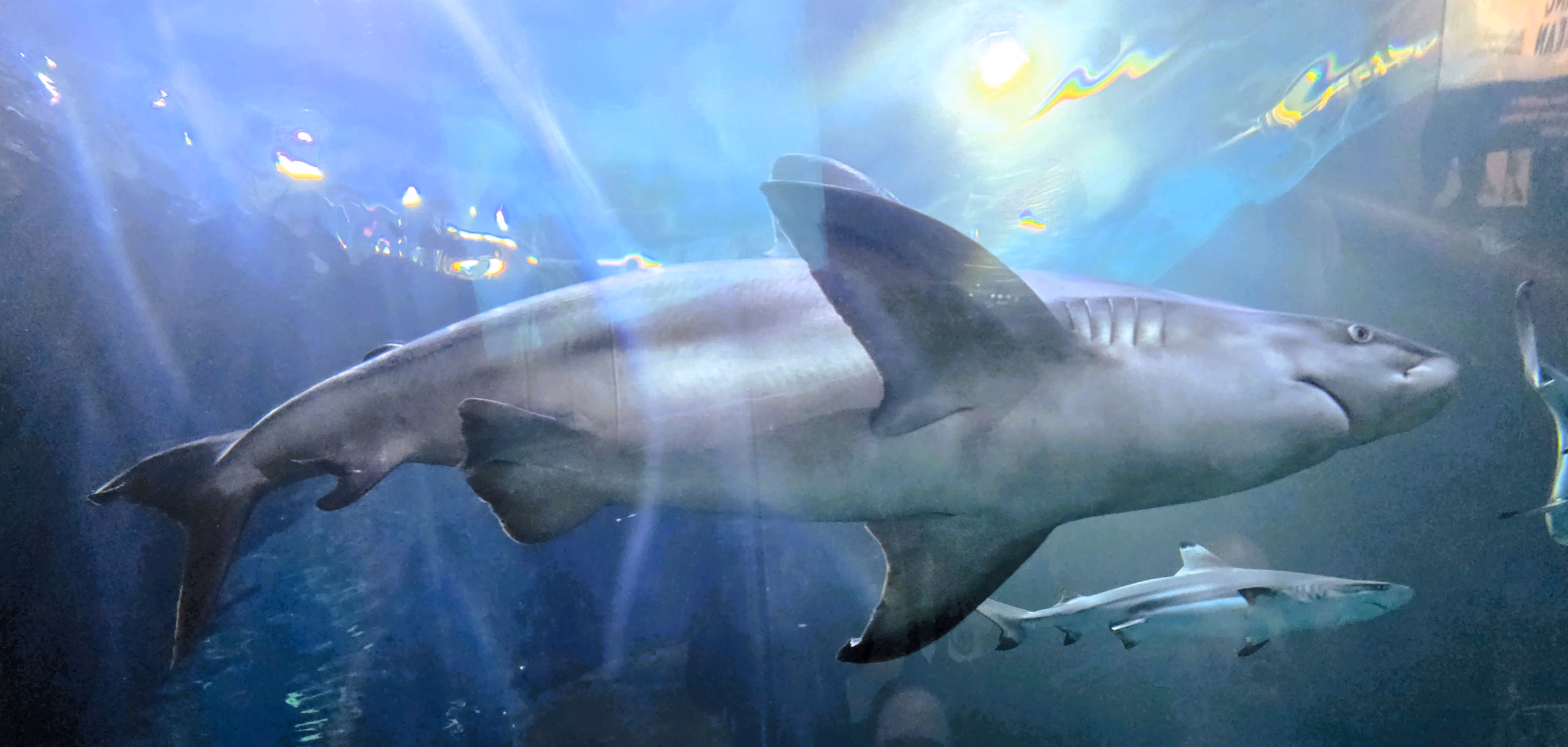 SHEDD Chicago aquarium shark swimming through tank