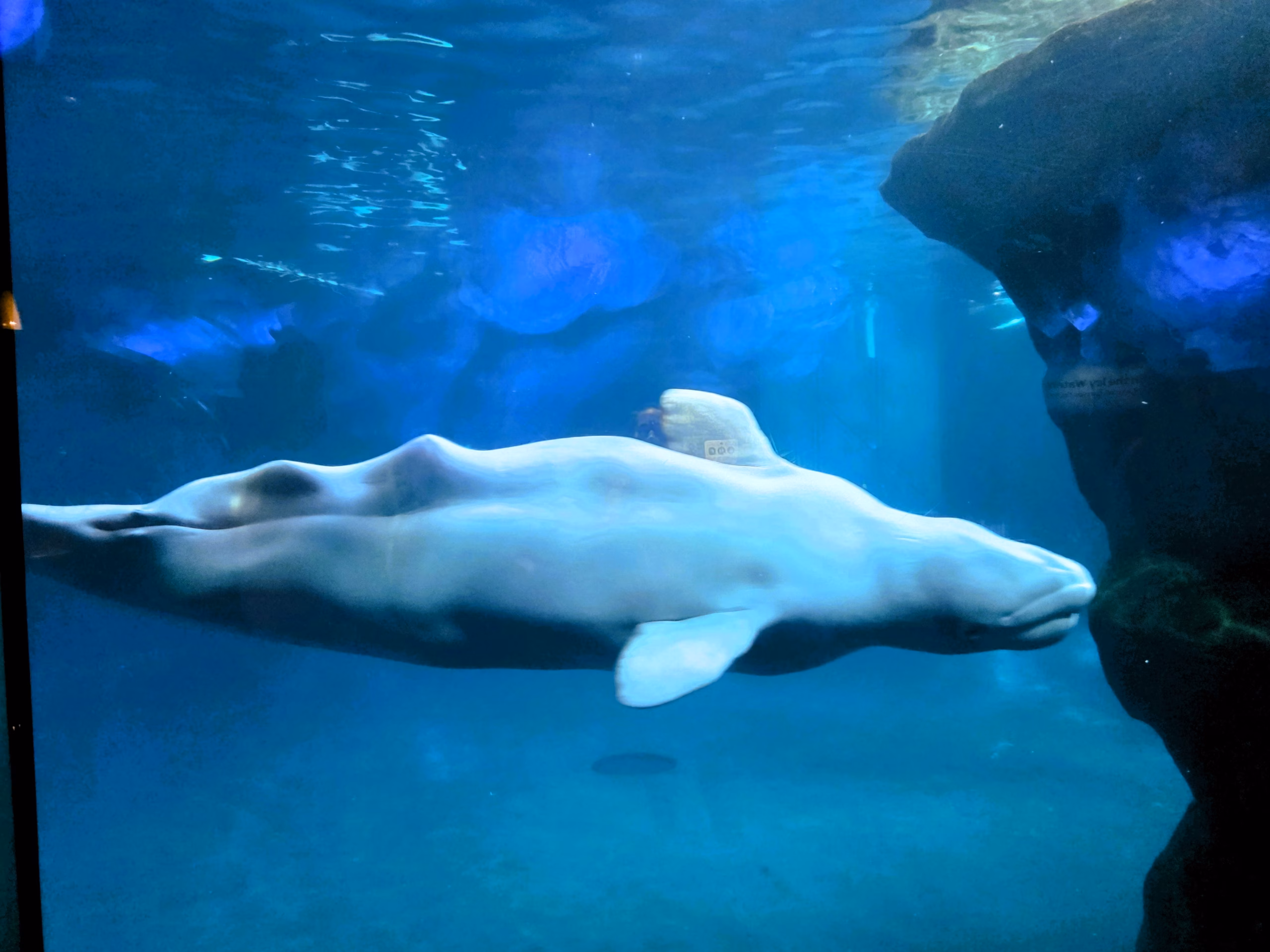 Upside-down-swimming-baluga-whale-shedd-underground-tank-viewing