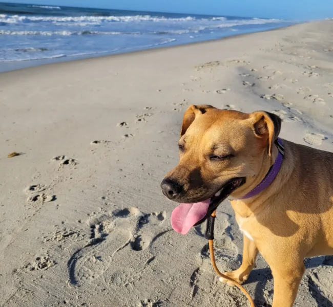 tan dog smiling on the beach